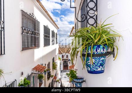 Piante sulle strade di fronte alle case bianche a Mijas, Malaga - Spagna Foto Stock