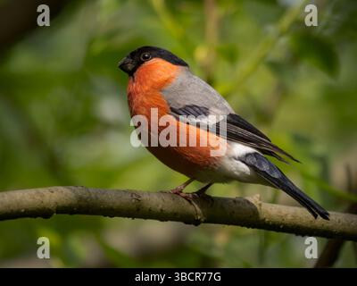 Bullfinch Portrait maschile, seduto su una diramazione, Westport Lake, Stoke on Trent, Staffordshire, Regno Unito Foto Stock