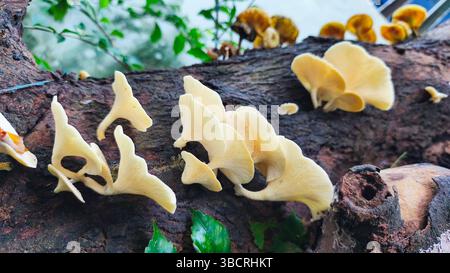 primo piano di funghi bianchi che crescono su tronchi d'albero morti Foto Stock