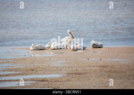 Pellicano bianco americano, Pelecanus erythrorhynchos. Un piccolo gregge che poggia su una barra di sabbia nel J.N. 'Ding' Darling National Wildlife Refuge Foto Stock