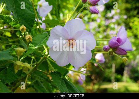 I fiori di malva di Abutilon x Suntense Foto Stock