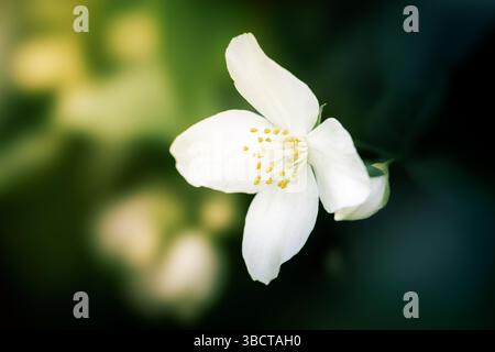 Un fiore bianco finto arancione (Philadelphia coronarius) fiorisce su un morbido sfondo verde, i suoi petali setosi e gli stami dorati brillano alla luce. Foto Stock