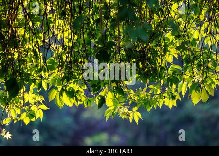 Le delicate foglie d'acero verde brillano di luce traslucida mentre il sole filtra attraverso la tettoia. Scattata ai margini di un percorso forestale, questa foto evoca Foto Stock