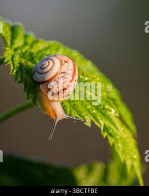 Una piccola lumaca scivola lentamente su una foglia verde fresca, brillando con la rugiada del mattino presto. Il guscio a spirale cattura la luce soffusa, mentre ogni goccia Foto Stock