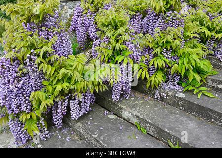 Due fiori primaverili profumati viola di Wisteria floribunda giapponese "Yae-Kokuryū" che scendono giù per gradini di pietra Regno Unito maggio Foto Stock