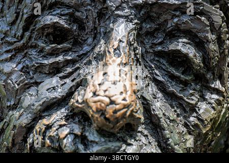 WASHINGTON DC - Una vista ravvicinata della faccia della statua di Albert Einstein Memorial situata sui terreni della National Academy of Sciences. Il monumento in bronzo di 21 piedi, creato dallo scultore Robert Berks e inaugurato nel 1979, raffigura il famoso fisico in una posizione rilassata e seduta. La statua mostra le caratteristiche distintive del viso di Einstein, tra cui i suoi baffi caratteristici e l'espressione premurosa. Il memoriale commemora i contributi di Einstein alla scienza e all'umanità, in particolare il suo lavoro sulla teoria della relatività. I visitatori spesso toccano il naso della statua per buona fortuna, risultato Foto Stock