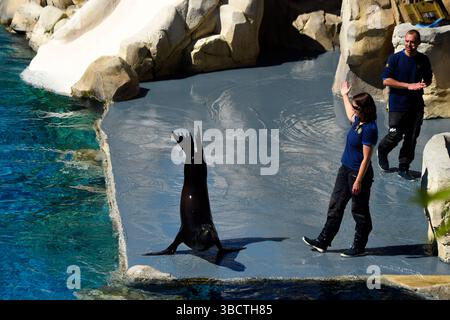 Sealion allo zoo di Beauval, Saint Aignan, Francia. Foto Stock