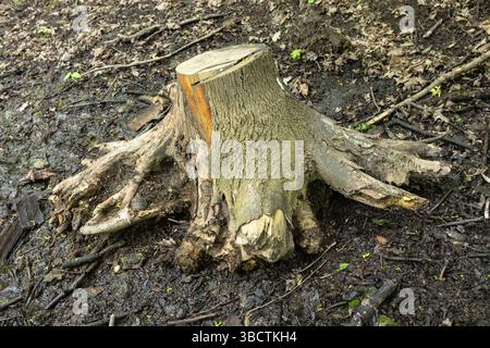 Un ceppo di alberi ben visibile nella foresta mostra la bellezza della natura mentre si erge nei suoi dintorni terrosi, raccontando una storia di crescita Foto Stock