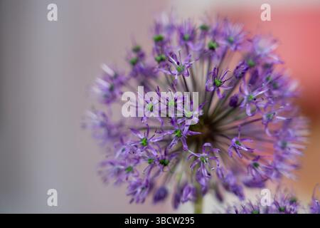 Incentrato su un vivace fiore di allium viola, che presenta una delicata forma rotonda. I dettagli verdi aggiungono profondità, con uno sfondo leggermente sfocato che migliora la profondità Foto Stock