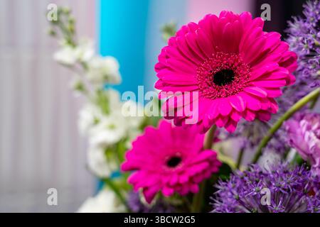Due vivaci margherite rosa gerbera si distinguono tra una varietà di fiori colorati. La disposizione è caratterizzata da fiori bianchi e dettagli viola, che creano un Foto Stock