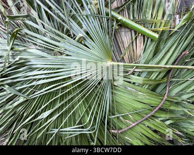 Fronde delle palme cadute e tagliate in disordine naturale, texture verdi e asciutte, vista dall'alto ravvicinata. Giardino botanico o tropicale. Niente persone. Foto Stock
