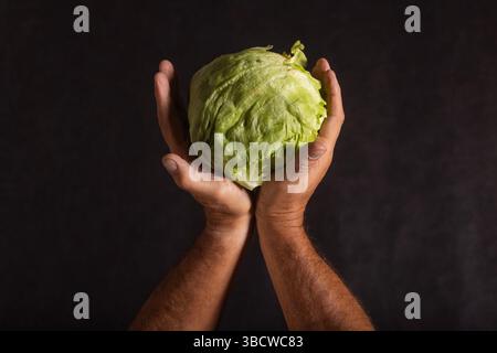 Due mani tengono la testa di lattuga iceberg (Lactuca sativa var. capitata) su sfondo scuro. La lattuga è fresca e croccante, con un verde chiaro Foto Stock
