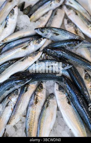 Sgombro di Chub o Scomber japonicus pesci in scatola al mercato greco del pesce. Verticale. Foto Stock