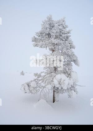 Pino scozzese chiamato anche pino scozzese, pino Baltico o pino rosso europeo durante l'inverno nel Parco nazionale Pallas-Yllastunturi vicino a Pallas, Finlandia. Foto Stock