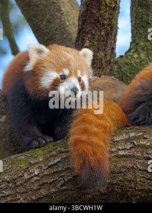 Panda Rossa o Panda minore nello zoo di Hellabrunn a Monaco. Germania, Monaco Foto Stock