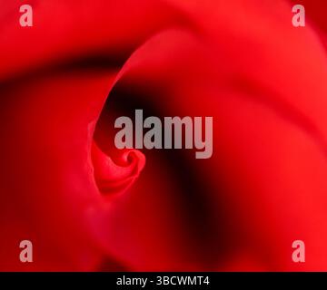 Stati Uniti, Indiana. Primo piano di rosa rossa. Foto Stock