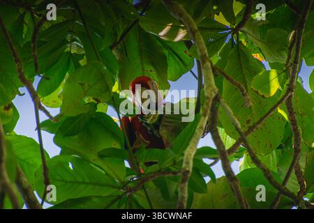 Pappagallo di Macaw nascosto tra foglie verdi all'interno di un albero tropicale, Foto Stock