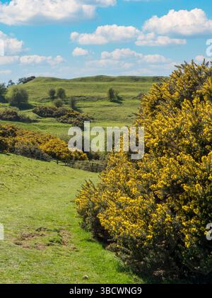 Fioritura giallastro brillante di gallo comune (Ulex europaeus) che cresce sulle pendici di Burrough Hill sul sentiero rotondo del Leicestershire, Inghilterra, Regno Unito Foto Stock
