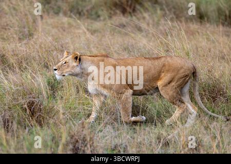 Lion stalking preda Foto Stock