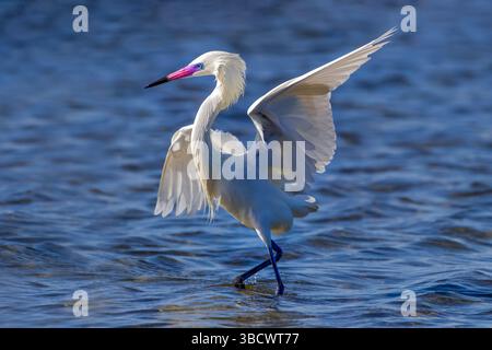 USA, Texas, Cameron County. South padre Island, morfo bianco, egretta rossastra che insegue pesci nelle distese di marea Foto Stock
