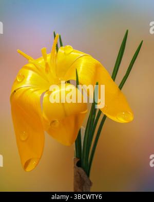 Stati Uniti, Stato di Washington, Seabeck. Primo piano fiore di croco dorato. Foto Stock