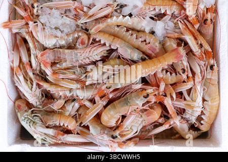 Scampi appena pescati o scampi di Norvegia, Nephrops norvegicus sul bancone con ghiaccio al mercato greco del pesce in vendita. Orizzontale. Foto Stock