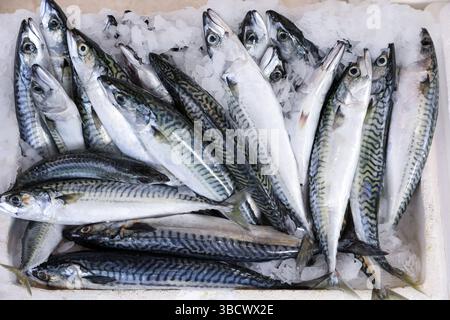 Pesci di sgombro in scatola al mercato greco del pesce. Orizzontale. Vista dall'alto. Foto Stock
