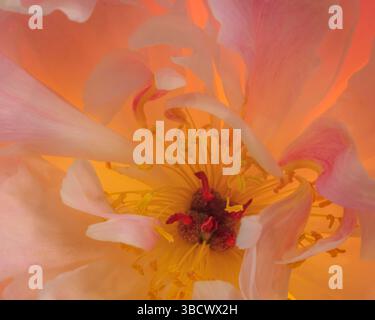 Stati Uniti, Stato di Washington, Seabeck. Primo piano del fiore di peonia. Foto Stock