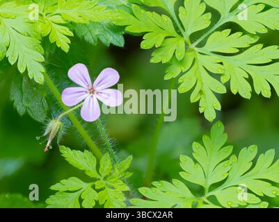 Stato di Washington, Cascades centrali. Primo piano di fiori viola al geranio selvatico e delicate foglie verdi Foto Stock