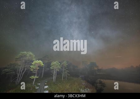 Misteriosa atmosfera di una palude notturna: Una fitta nebbia si diffonde sull'acqua sotto un cielo stellato luminoso e sagome di alberi. Foto Stock