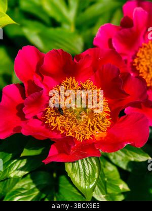 Fiore rosso vivace con ape: La bellezza della natura in primo piano. Fiore di peonia rossa caratterizzato da un suggestivo centro giallo, splendidamente circondato da ricche foglie verdi. Foto Stock