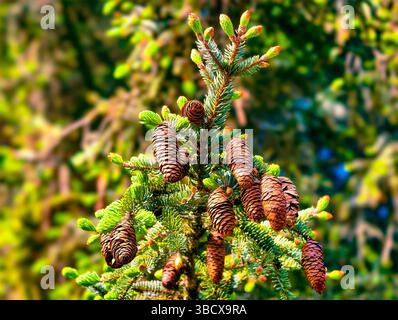 Primo piano ad alta risoluzione di un albero di conifere che presenta numerosi coni di pino su un morbido sfondo verde, catturando l'essenza della natura, ideale per progetti botanici e temi ambientali Foto Stock