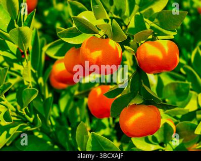 Vibranti mandarini arancioni che crescono sull'albero con foglie verdi lussureggianti sotto la luce del sole, agrumi freschi sui rami di Orchard, cibo biologico sano concetto, Giardino estivo Foto Stock
