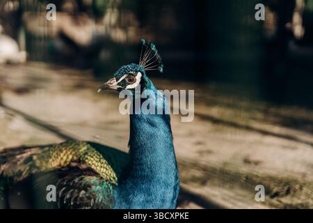 Primo piano ritratto del maestoso pavone blu in luce naturale piume vibranti uccello esotico con colori iridescenti luce del sole scintillano bellezza tropicale calma Foto Stock