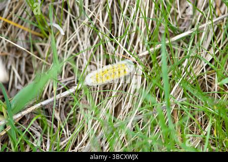 Un bruco sta strisciando sull'erba. Il caterpillar è giallo e bianco. L'erba è verde e secca Foto Stock