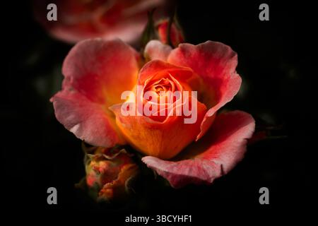 Una rosa parzialmente aperta in fiore rosa con una luce dorata calda e soffusa. Un bocciolo non aperto è sotto di esso. Rosa di popcorn alla deriva con la fioritura della chimera. Foto Stock