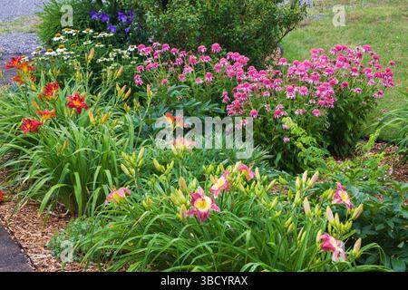 Bordo di malva e giallo Hemerocallis 'Malesia Monarch', rosso Hemerocallis ' Anzac' - gialli, bianco Echinacea 'purezza' e 'Pink Double Delight. Foto Stock