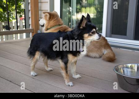 Due cani guardano in direzioni opposte sul ponte di una casa. Un chihuahua in primo piano sembra a destra e un mix di chow sullo sfondo a sinistra. Foto Stock