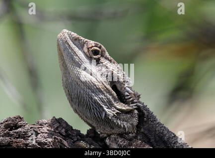 Ritratto ravvicinato di una lucertola rettile di un drago barbuto orientale Foto Stock
