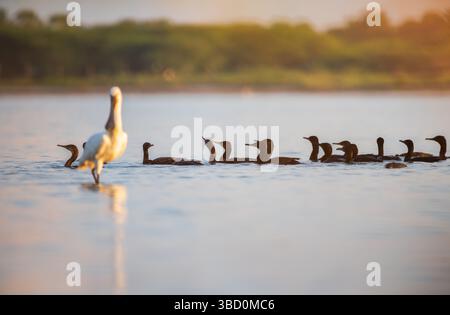 Un gregge di cormorani indiani scivola con grazia attraverso le calme acque di Mannar, Sri Lanka. La spatola eurasiatica solitaria si trova in posizione di predominio Foto Stock