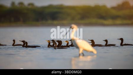 Un gregge di cormorani indiani scivola con grazia attraverso le calme acque di Mannar, Sri Lanka. La spatola eurasiatica solitaria si trova in posizione di predominio Foto Stock