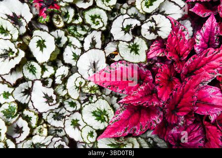 Colorate foglie di Begonia rex e Begonia rex Escargot con sorprendenti foglie rosa, bianche e verdi a spirale in un rigoglioso giardino tropicale. Foto Stock