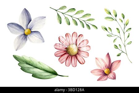 Fiori primaverili e rami con foglie Set Acquerello gerbera, camomilla, echinacea. Disegni di fiori selvatici disegnati a mano isolati su sfondo, trasparenti Foto Stock