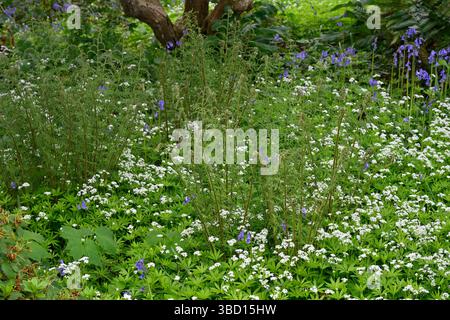 Felci tra campane selvatiche Hyacinthoides non scripta e bosco dolce Galium odoratum UK May Foto Stock