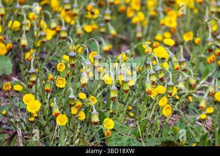 Denso gruppo di vibranti fiori selvatici gialli che fioriscono in un lussureggiante prato di primavera, che ritrae la bellezza e la diversità della natura in piena fioritura. Tussi Foto Stock