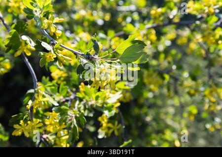 Ribes aureum. Una vista ravvicinata di un ribes fiorito in primavera, che mostra vibranti fiori gialli tra foglie verdi brillanti con una bella b Foto Stock