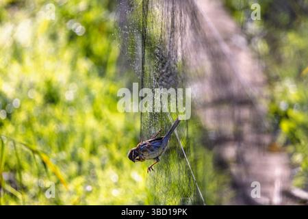 Reed Bunting intrappolato in una rete nebulizzata Foto Stock