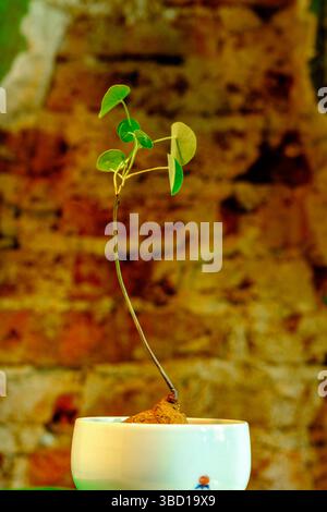 Una fragile pianta giovane con foglie verdi che crescono in una pentola bianca, adagiata su uno sfondo rustico di mattoni. Simboleggia crescita, natura e resilienza Foto Stock