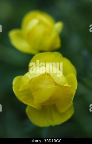 Bellissimo Trollius europaeus giallo, il globeflower, nel giardino Foto Stock