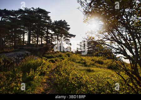 La luce del sole filtra attraverso la pineta su un sentiero erboso di montagna Foto Stock